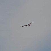 1.10. RCVS Podhořany